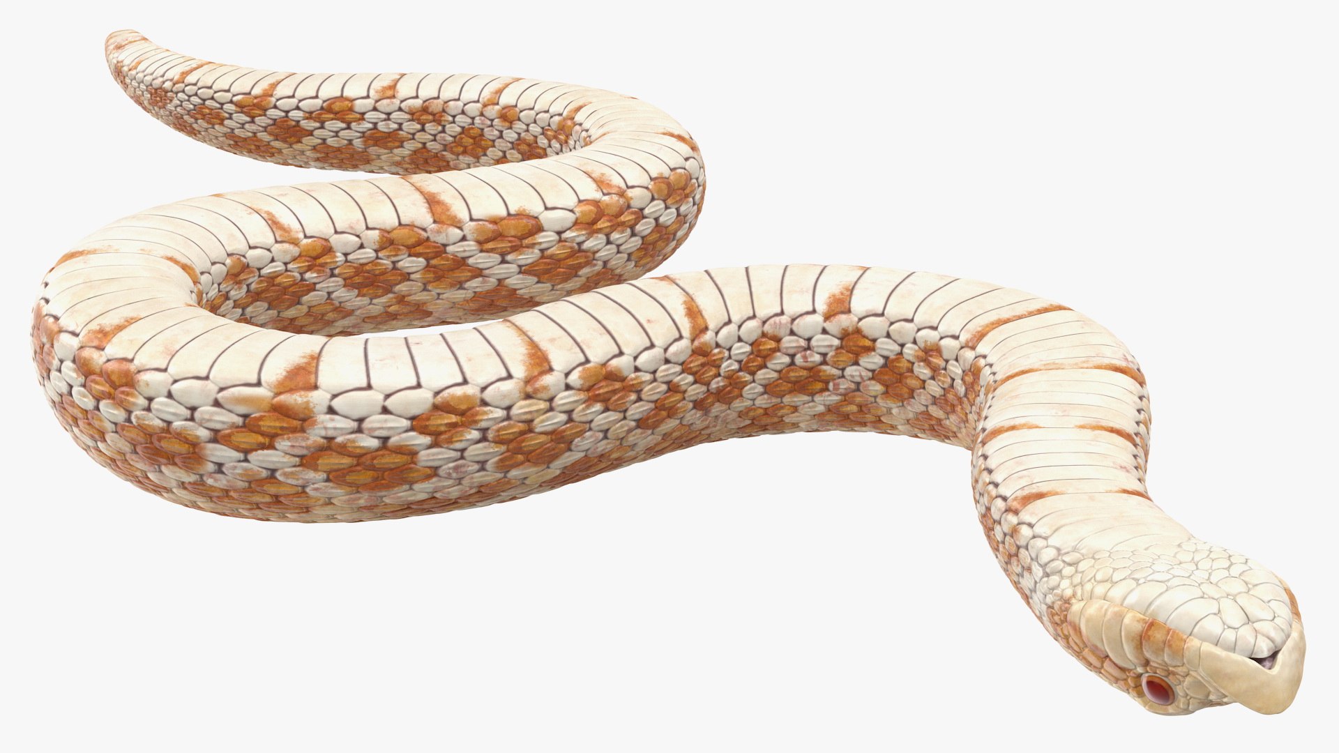 3D hognose snake crawling https://p.turbosquid.com/ts-thumb/qF/HRV0Ed/Fn8J7rtv/hognosesnakecrawling3dsmodel011/jpg/1574688008/1920x1080/fit_q87/404ac69b31e0bd8fa9fe6505ef2562551794eea1/hognosesnakecrawling3dsmodel011.jpg