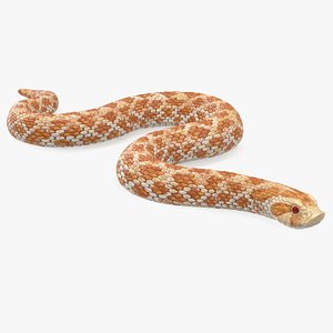 3D hognose snake crawling