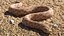 Hognose Snake Crawling