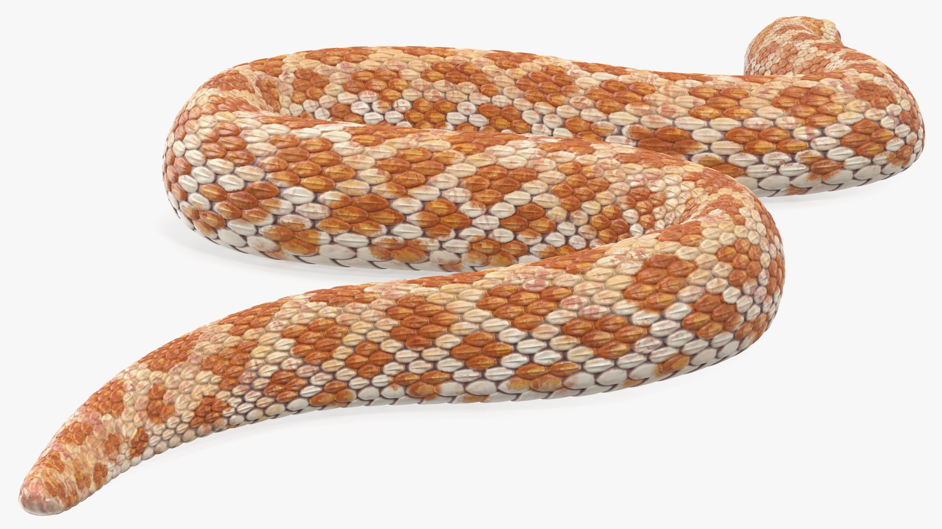 3D Hognose Snake Crawling - TurboSquid 1475437