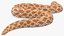 Hognose Snake Crawling