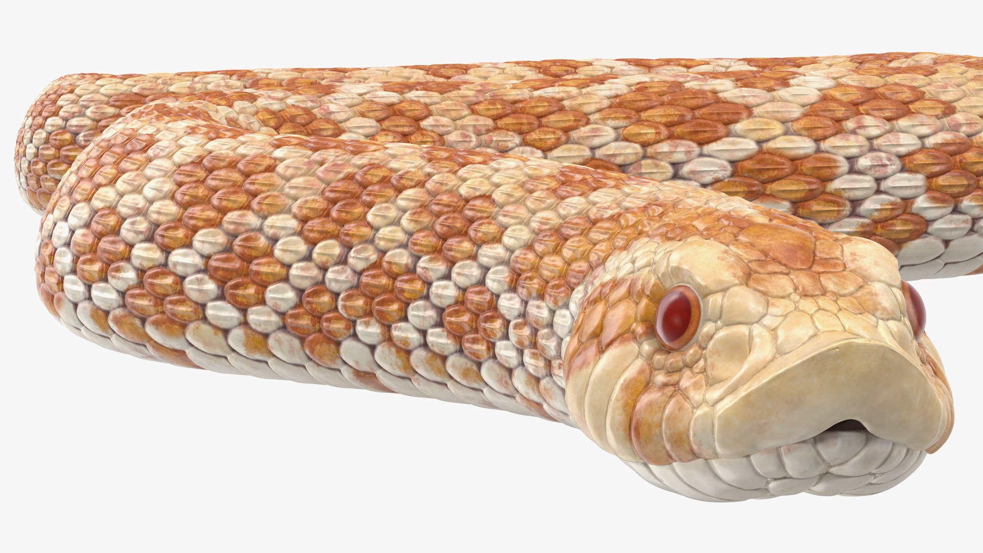 3D hognose snake crawling https://p.turbosquid.com/ts-thumb/qF/HRV0Ed/Q0RlTYVW/hognosesnakecrawling3dsmodel010/jpg/1574688003/1920x1080/fit_q87/b2bc74271abd921d8da204d2721150efe52a9726/hognosesnakecrawling3dsmodel010.jpg