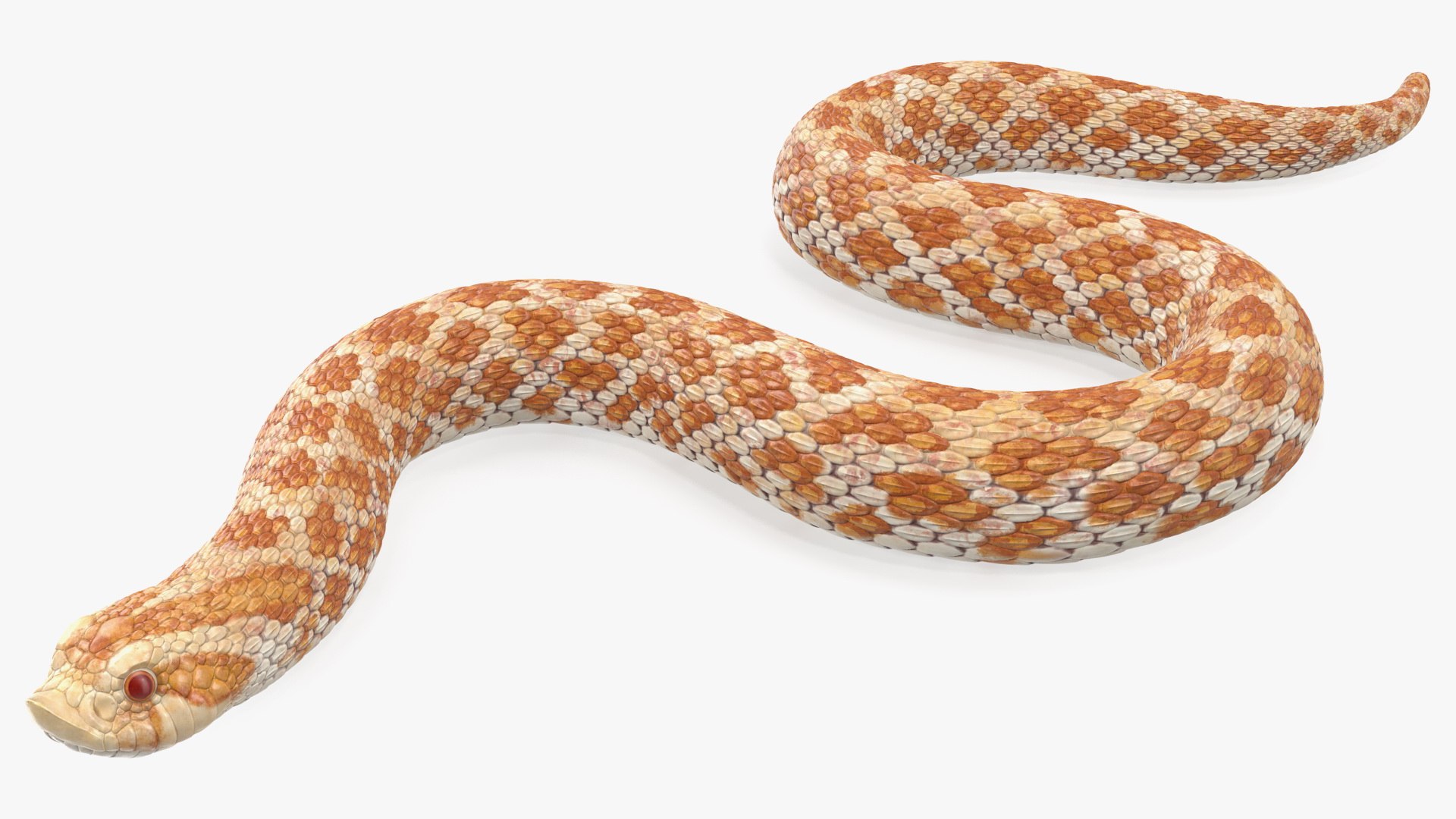 3D hognose snake crawling https://p.turbosquid.com/ts-thumb/qF/HRV0Ed/RuveWZZF/hognosesnakecrawling3dsmodel005/jpg/1574687980/1920x1080/fit_q87/d8615a850361d4d9319246ffb972586973a049fc/hognosesnakecrawling3dsmodel005.jpg