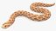 Hognose Snake Crawling