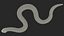 Hognose Snake Crawling