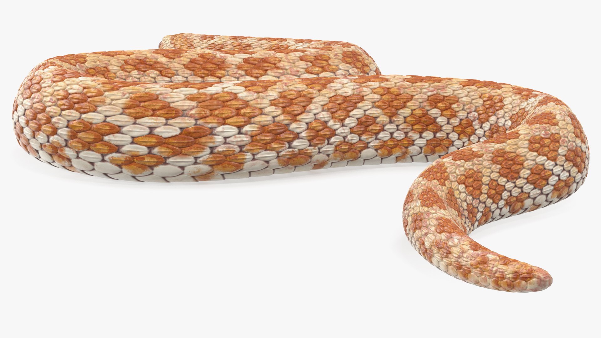 3D Hognose Snake Crawling - TurboSquid 1475437