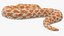 Hognose Snake Crawling