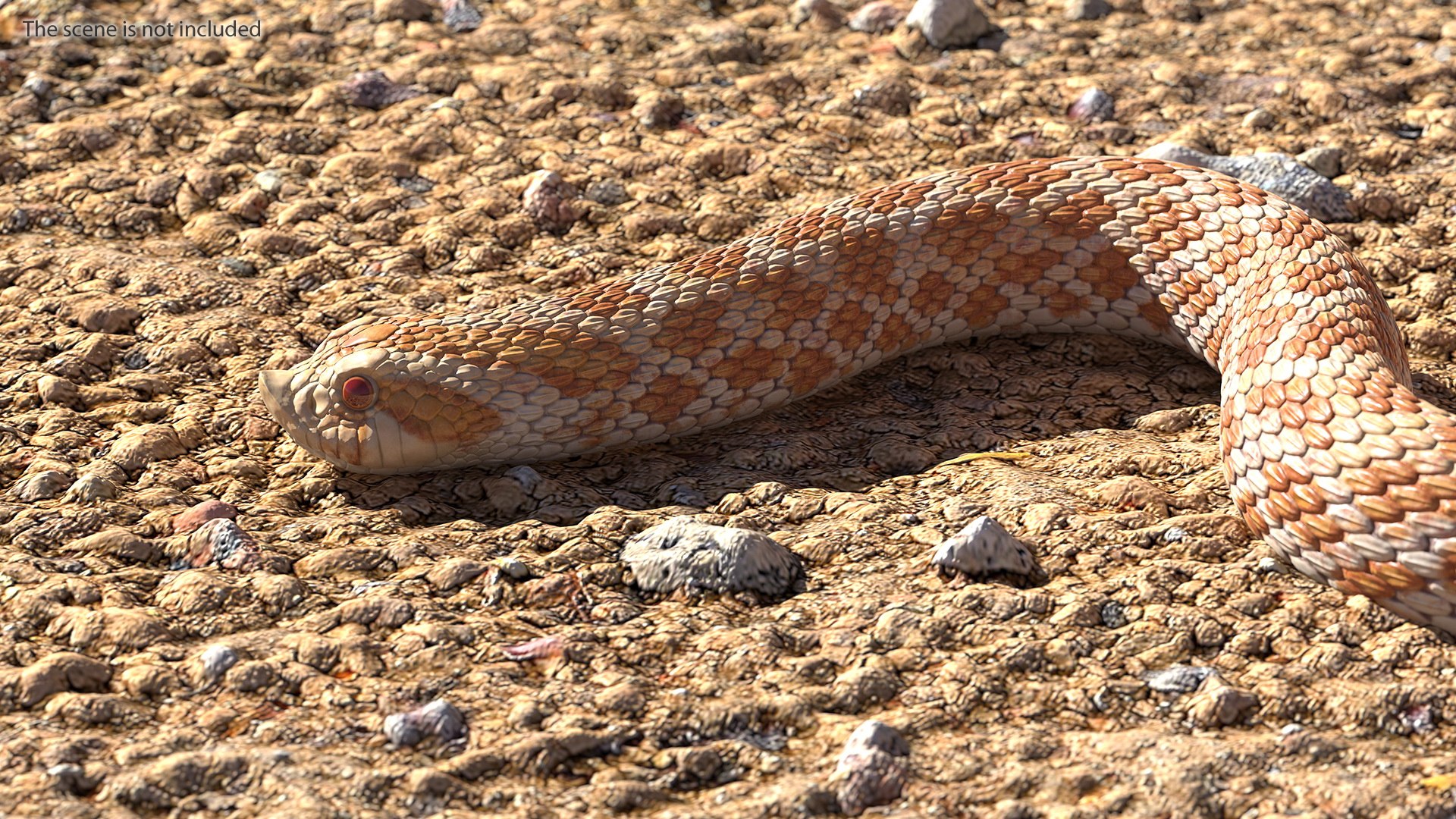 3D hognose snake crawling https://p.turbosquid.com/ts-thumb/qF/HRV0Ed/W7kAu6u9/hognosesnakecrawling3dsmodel002/jpg/1574687966/1920x1080/fit_q87/e5d89b8a6f9636fd1689548e1abffde55ffd05a5/hognosesnakecrawling3dsmodel002.jpg