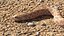 Hognose Snake Crawling