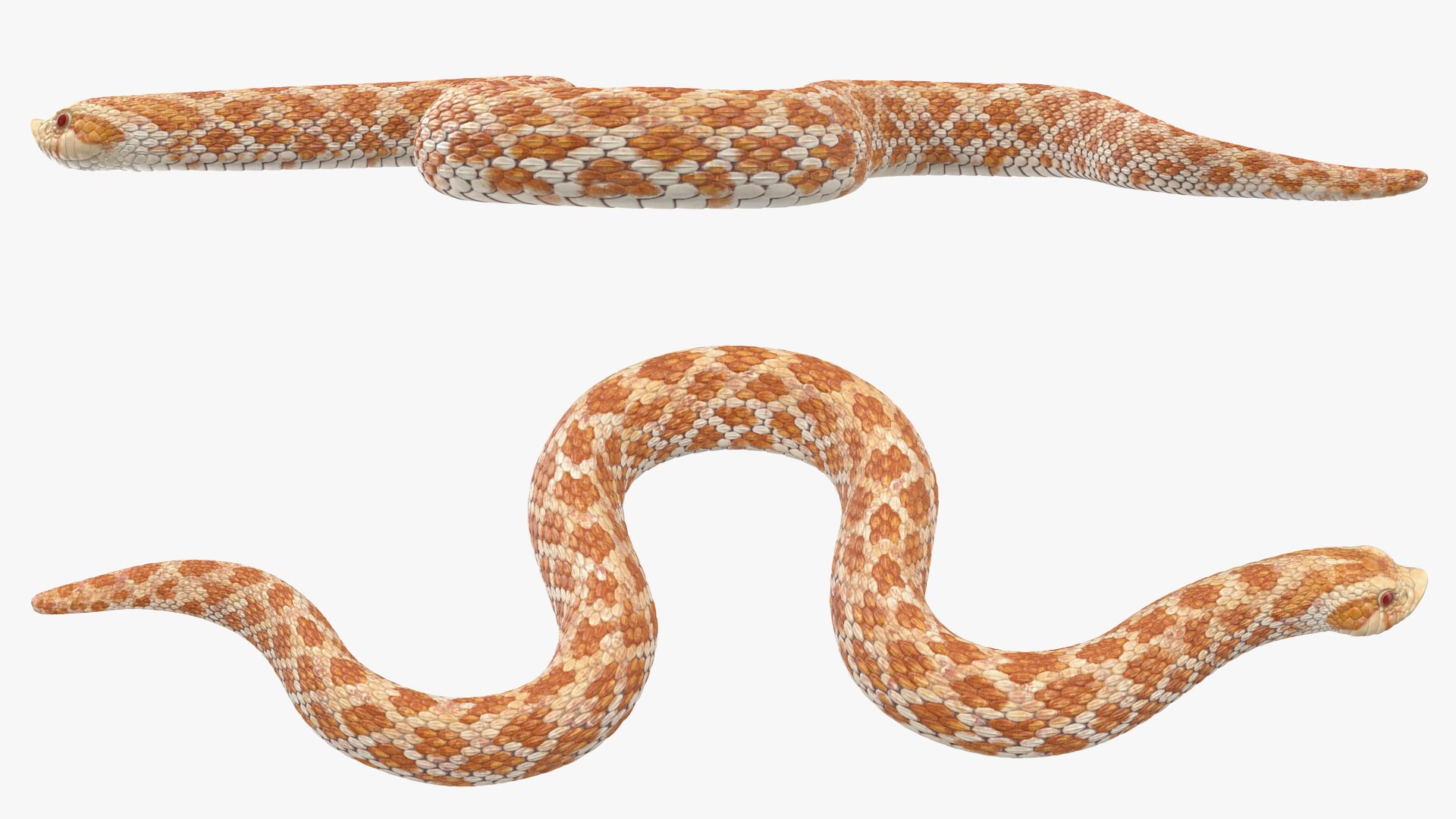 3D hognose snake crawling https://p.turbosquid.com/ts-thumb/qF/HRV0Ed/XtVWvrFn/hognosesnakecrawling3dsmodel006/jpg/1574687984/1920x1080/fit_q87/30adc628b721ea430bdacd3208ad34f008d02c8b/hognosesnakecrawling3dsmodel006.jpg