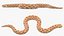 Hognose Snake Crawling