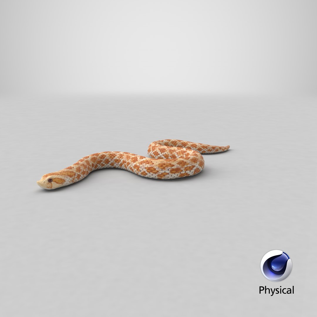 3D hognose snake crawling https://p.turbosquid.com/ts-thumb/qF/HRV0Ed/db/stemcell_cinema_4d_physical_render/png/1700126004/1920x1080/fit_q87/cff65774e0d926bee66bb9eb6756793dd8c971d5/stemcell_cinema_4d_physical_render.jpg