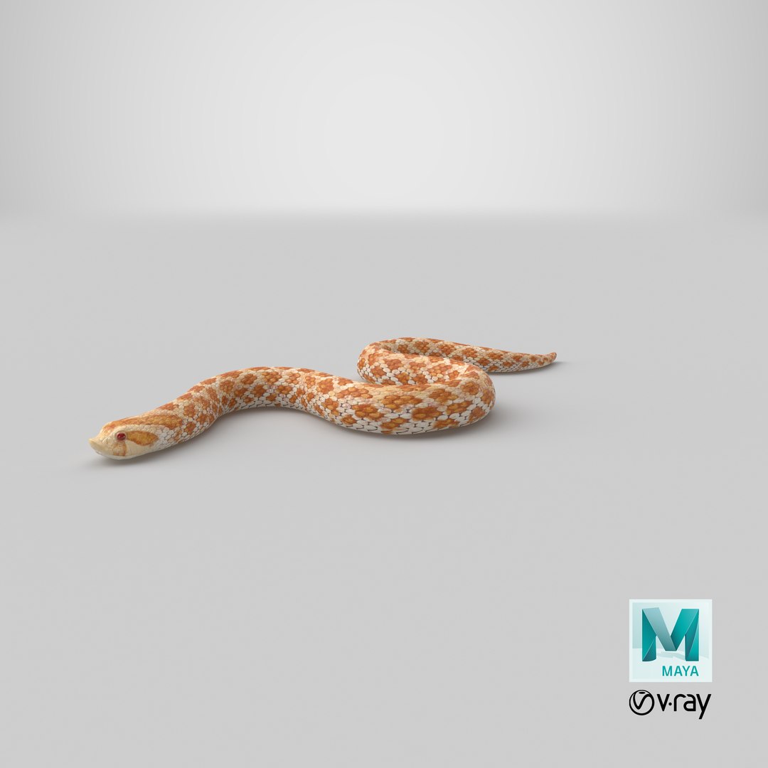 3D hognose snake crawling https://p.turbosquid.com/ts-thumb/qF/HRV0Ed/dc/stemcell_maya_vray_render/png/1700125990/1920x1080/fit_q87/2307a97b7e8f48e9dca0e2122e858067937202c3/stemcell_maya_vray_render.jpg