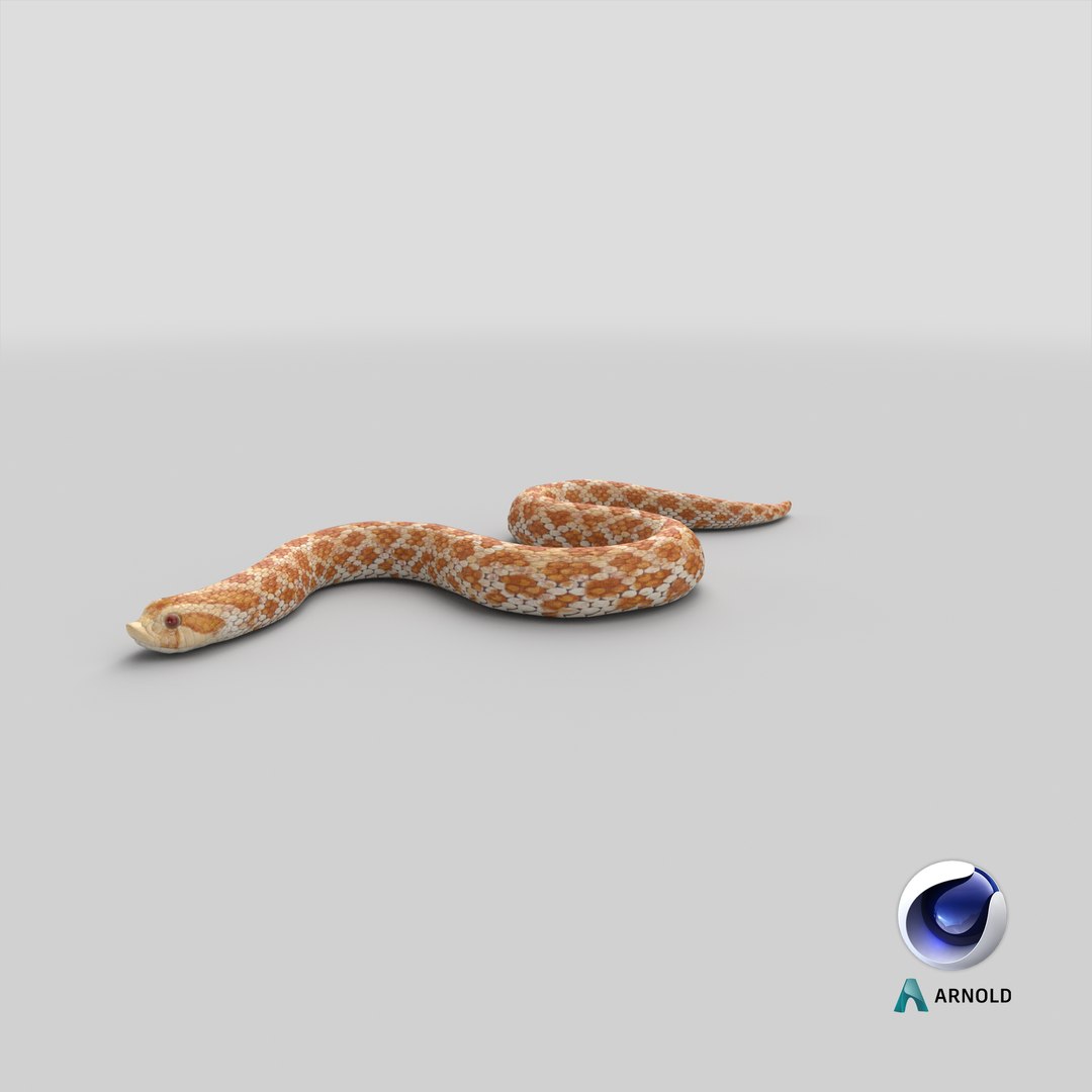 3D hognose snake crawling https://p.turbosquid.com/ts-thumb/qF/HRV0Ed/fV/stemcell_cinema_4d_arnold_render/png/1700126003/1920x1080/fit_q87/858af126f4cafe2b52748ae751192b0e47afcaf7/stemcell_cinema_4d_arnold_render.jpg