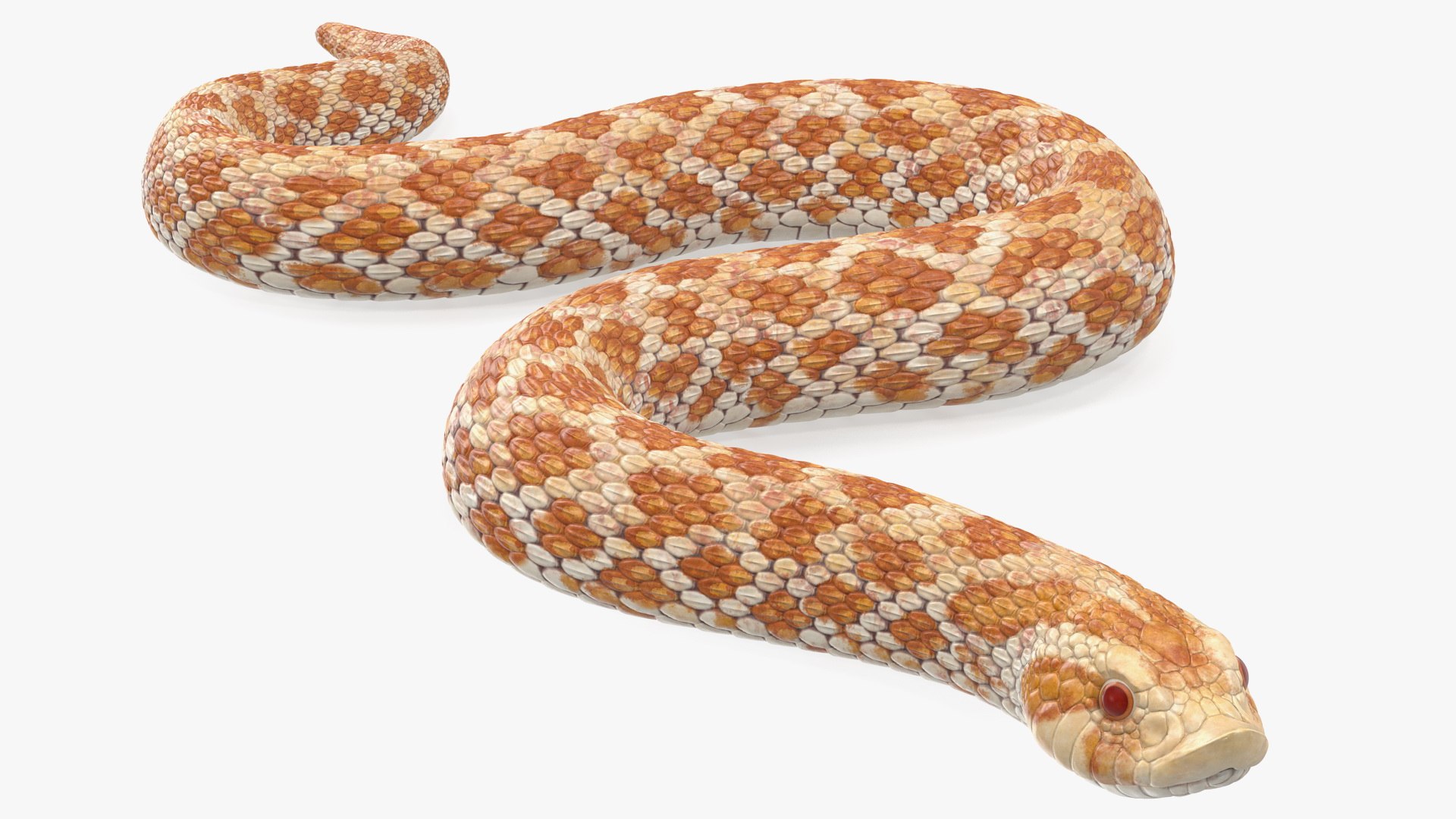 3D hognose snake crawling https://p.turbosquid.com/ts-thumb/qF/HRV0Ed/n9Sw55jr/hognosesnakecrawling3dsmodel004/jpg/1574687975/1920x1080/fit_q87/5785b45fe1d9d3d6b9d424d2ddc27133649d2b33/hognosesnakecrawling3dsmodel004.jpg