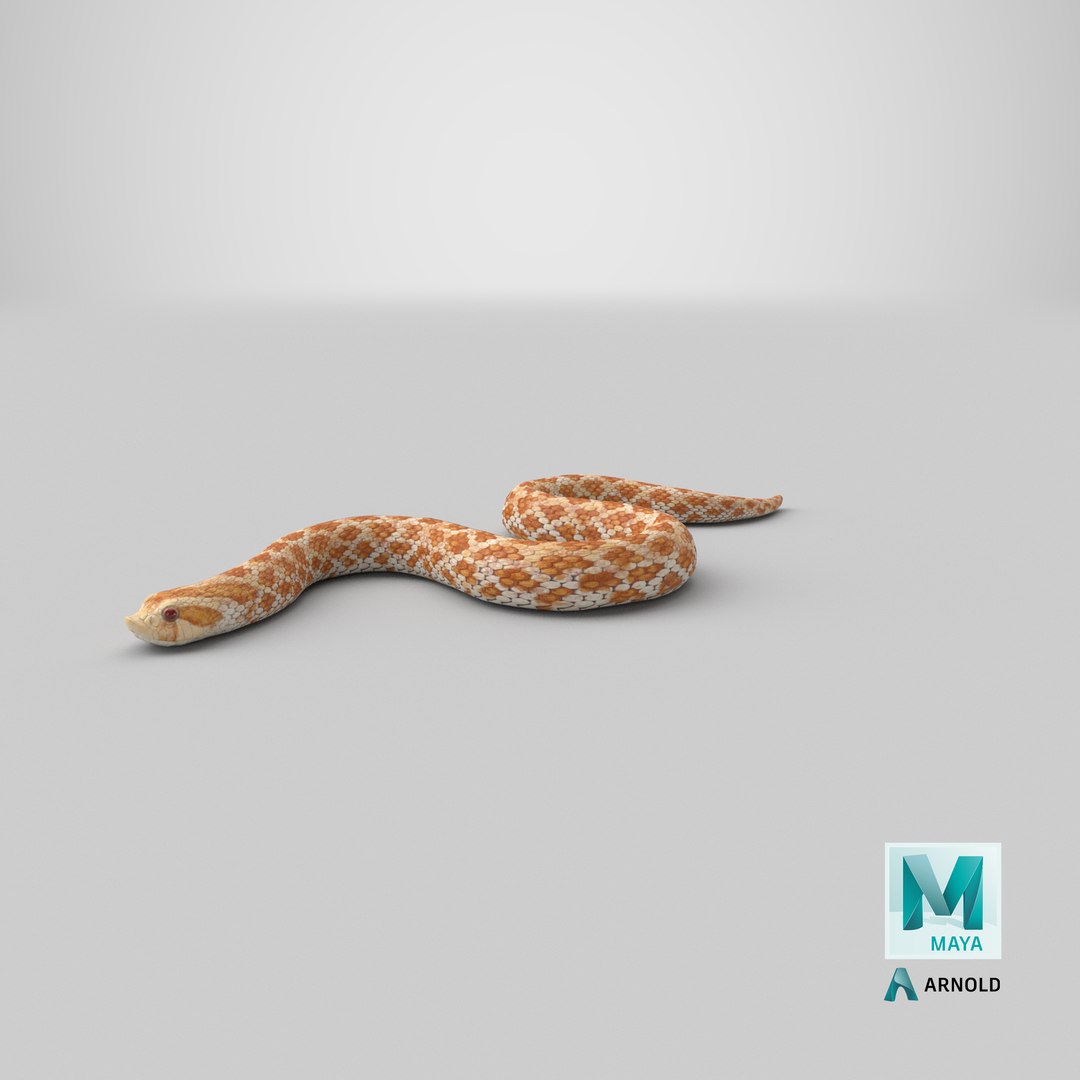 3D hognose snake crawling https://p.turbosquid.com/ts-thumb/qF/HRV0Ed/pY/stemcell_maya_arnold_render/png/1700125992/1920x1080/fit_q87/ddb6107430b3590d5176f6c4f89da0d64398b724/stemcell_maya_arnold_render.jpg
