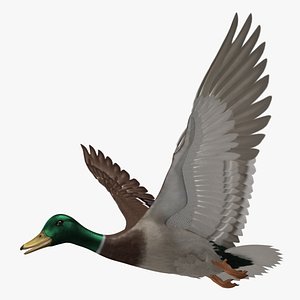 Anas Platyrhynchos "Mallard Duck"