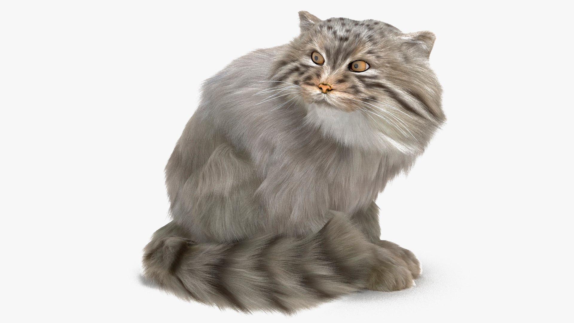 Manul Cat in Sitting Fur 3D model preview