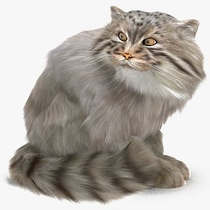 Manul Cat in Sitting Fur
