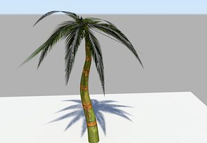 Palm Trees