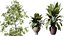 AV 室内植物セット 171 ブナ Olea Europaea オリーブとミッション アルベキーナ オリーブとフィカス ロブスタ アビ