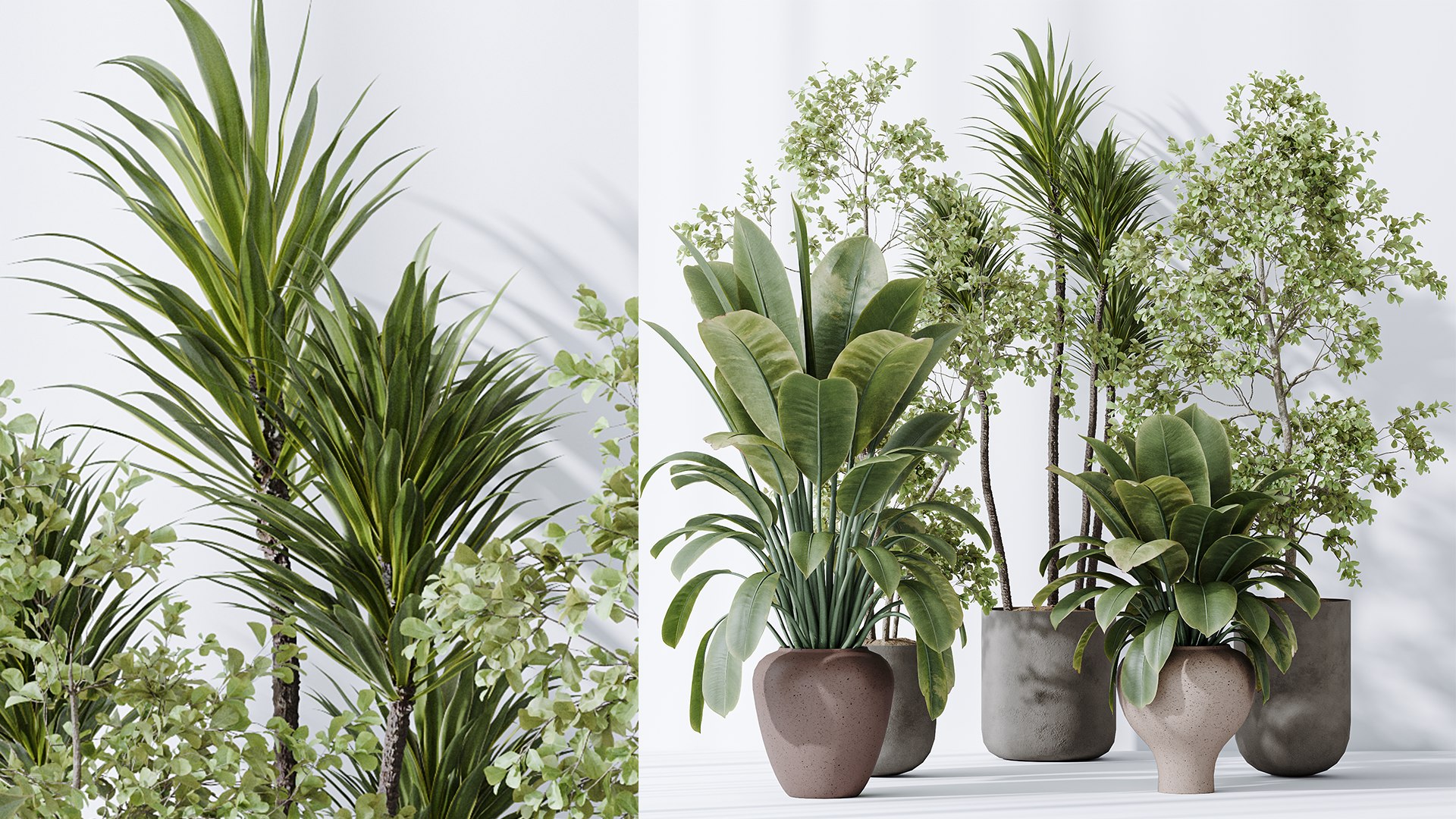 3D AV Indoor plants set 171 Beech Olea Europaea Olive and Mission Arbequina Olive and Ficus Robusta Abi model https://p.turbosquid.com/ts-thumb/qF/pU3b7O/sF/06/png/1737016184/1920x1080/fit_q87/d62626540bd918a2d058027dc3842ce67359621f/06.jpg