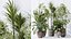 AV 室内植物セット 171 ブナ Olea Europaea オリーブとミッション アルベキーナ オリーブとフィカス ロブスタ アビ