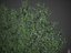Wrzeciona XfrogPlants - Euonymus Fortunei