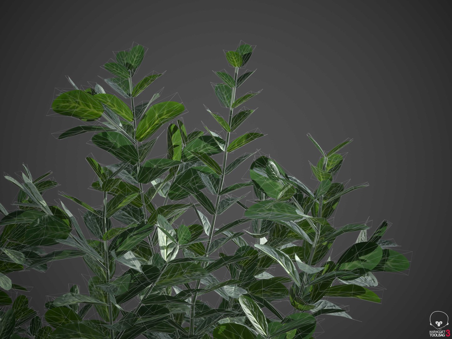 XfrogPlants Spindles - Euonymus Fortunei 3D model https://p.turbosquid.com/ts-thumb/qF/wfxWeb/2W/wireframe2/jpg/1620683518/1920x1080/fit_q87/33f0ac99a81fa0d1ecad82d1d6713de3952e1fab/wireframe2.jpg