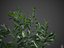 Wrzeciona XfrogPlants - Euonymus Fortunei