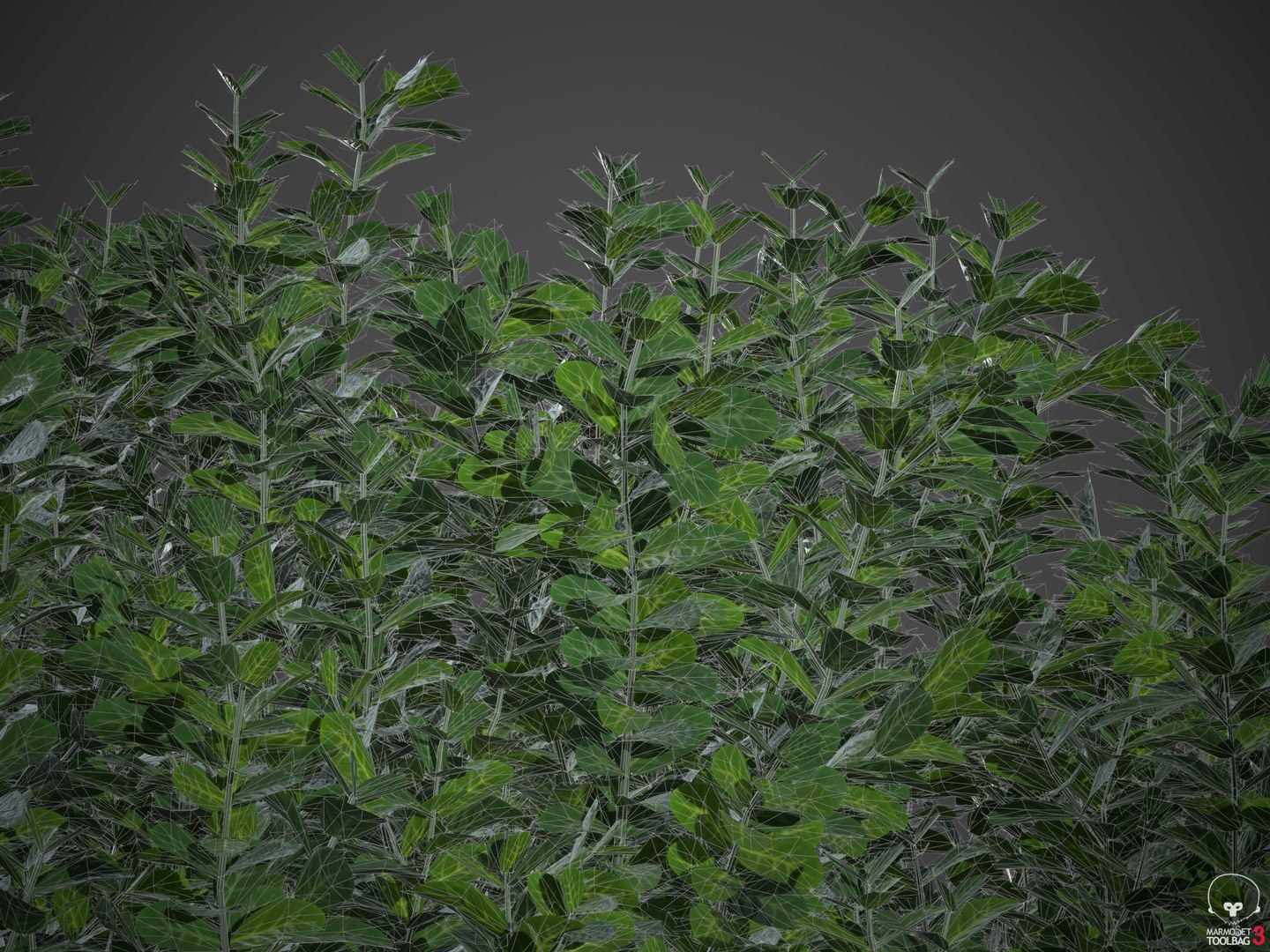 XfrogPlants Spindles - Euonymus Fortunei 3D model https://p.turbosquid.com/ts-thumb/qF/wfxWeb/9T/wireframe3/jpg/1620683518/1920x1080/fit_q87/07e14ae262e6d865ed827a207c52775572123517/wireframe3.jpg