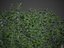 Wrzeciona XfrogPlants - Euonymus Fortunei