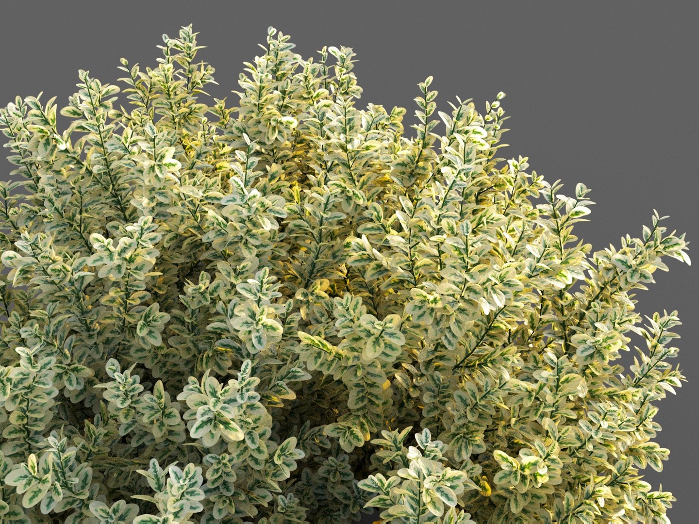 XfrogPlants Spindles - Euonymus Fortunei 3D model https://p.turbosquid.com/ts-thumb/qF/wfxWeb/LC/euonymus_3/jpg/1620683520/1920x1080/fit_q87/b6ae059be40cb25465f085449cb928b3e677b710/euonymus_3.jpg