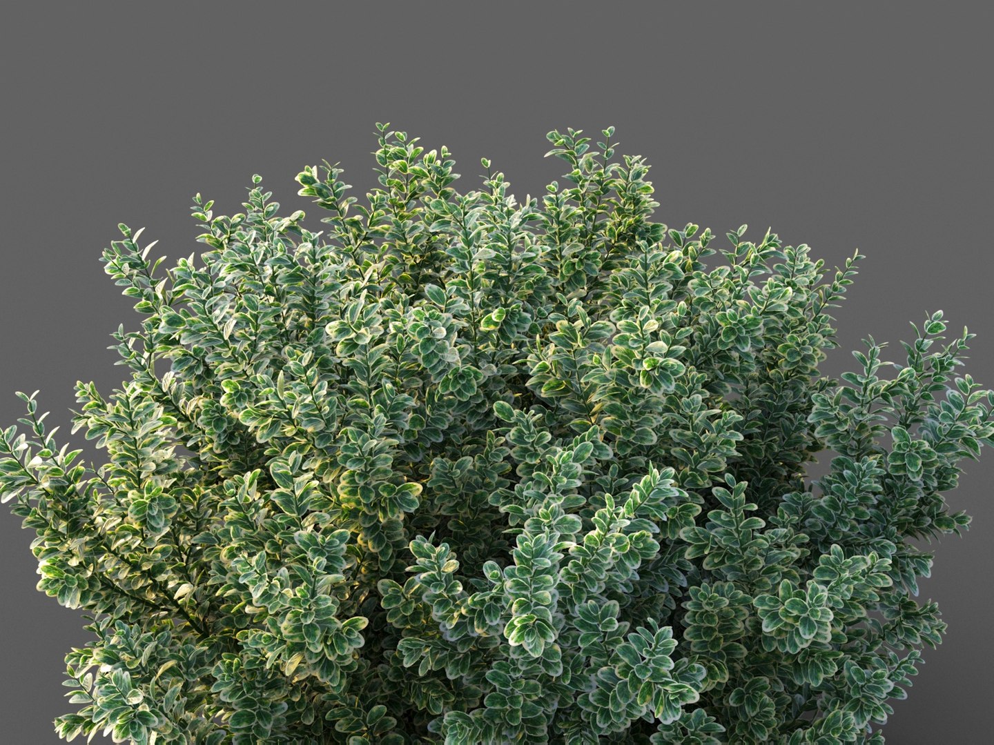 XfrogPlants Spindles - Euonymus Fortunei 3D model https://p.turbosquid.com/ts-thumb/qF/wfxWeb/Yf/euonymus_2/jpg/1620683520/1920x1080/fit_q87/dc6d04402a7bb96999c980c1f1101e24933c2e70/euonymus_2.jpg