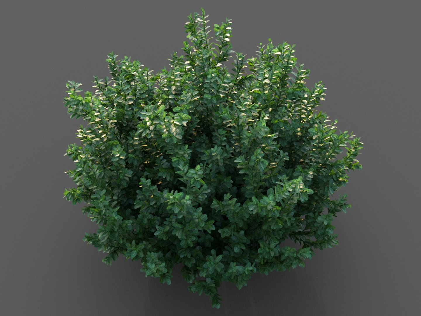 XfrogPlants Spindles - Euonymus Fortunei 3D model https://p.turbosquid.com/ts-thumb/qF/wfxWeb/eT/euonymus_4/jpg/1620683519/1920x1080/fit_q87/8fb77b3072c4179e58c50388c3c89ae13a772099/euonymus_4.jpg