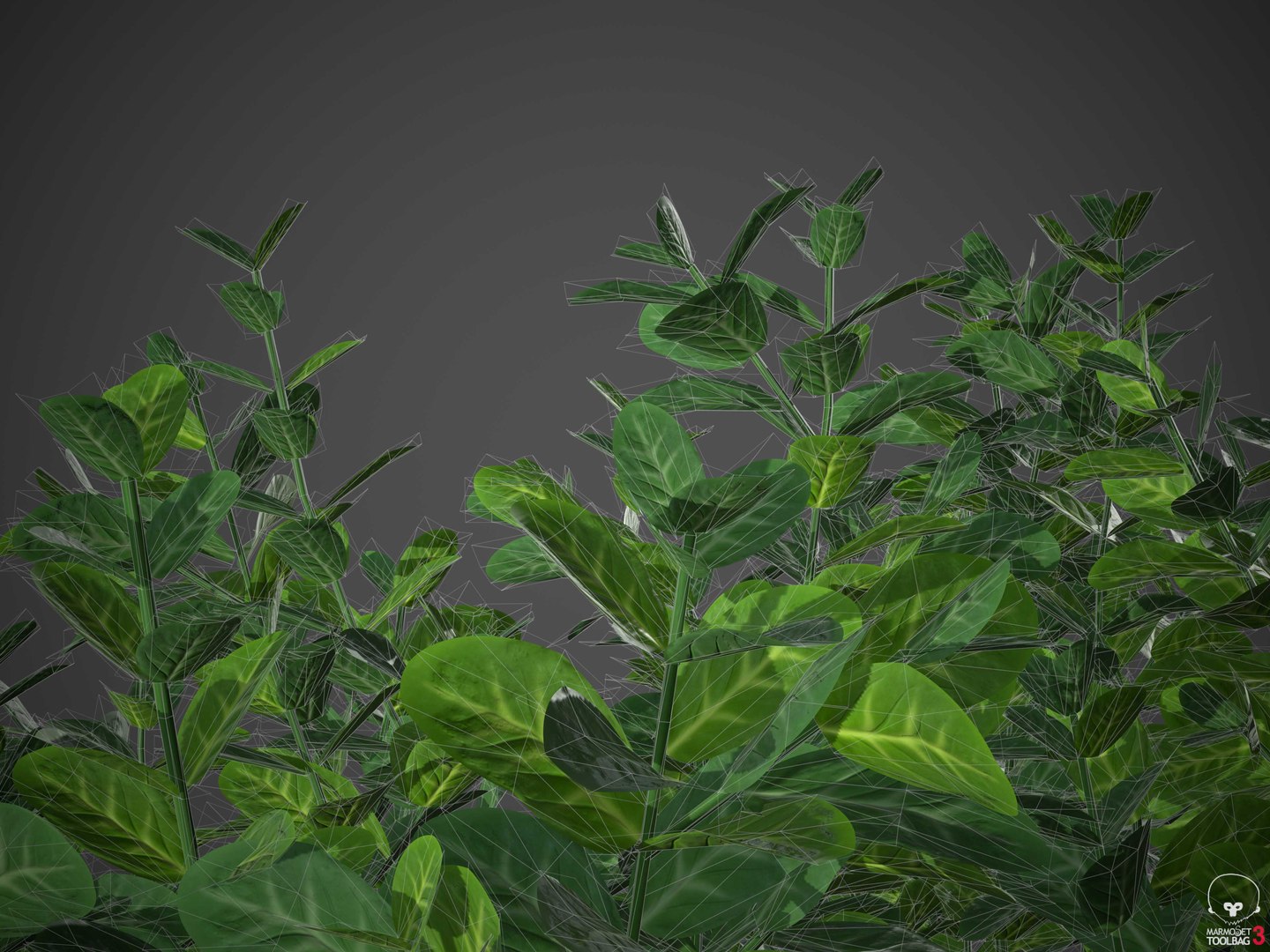 XfrogPlants Spindles - Euonymus Fortunei 3D model https://p.turbosquid.com/ts-thumb/qF/wfxWeb/n1/wireframe1/jpg/1620683518/1920x1080/fit_q87/ab82841f8137cad593fe3d27b363fa3d9b0aba40/wireframe1.jpg