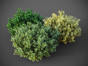 XfrogPlants Spindles - Euonymus Fortunei