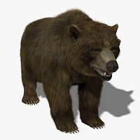 Bear (FUR)