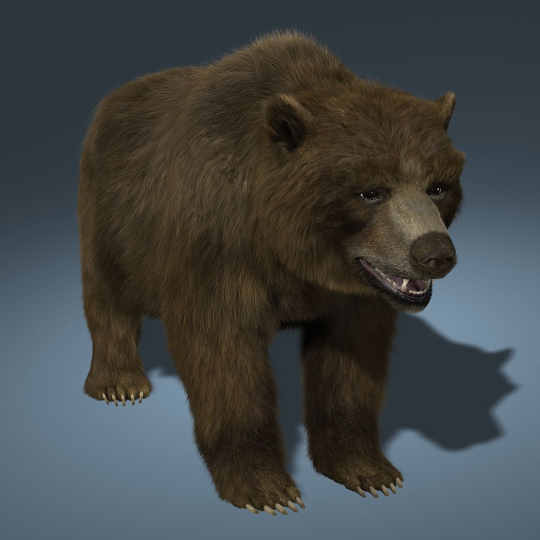 3d Model Bear Fur