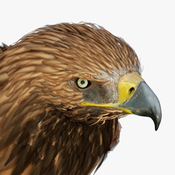 Imperial Eagle Standing model