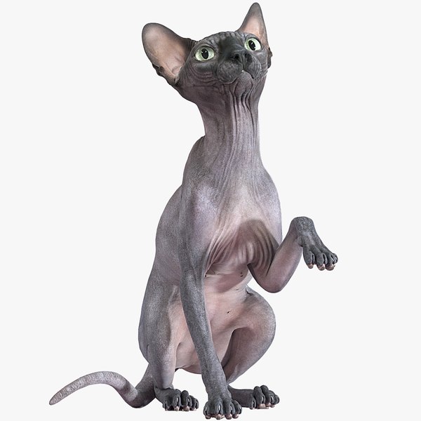 sphynx cat sitting pose 3D model