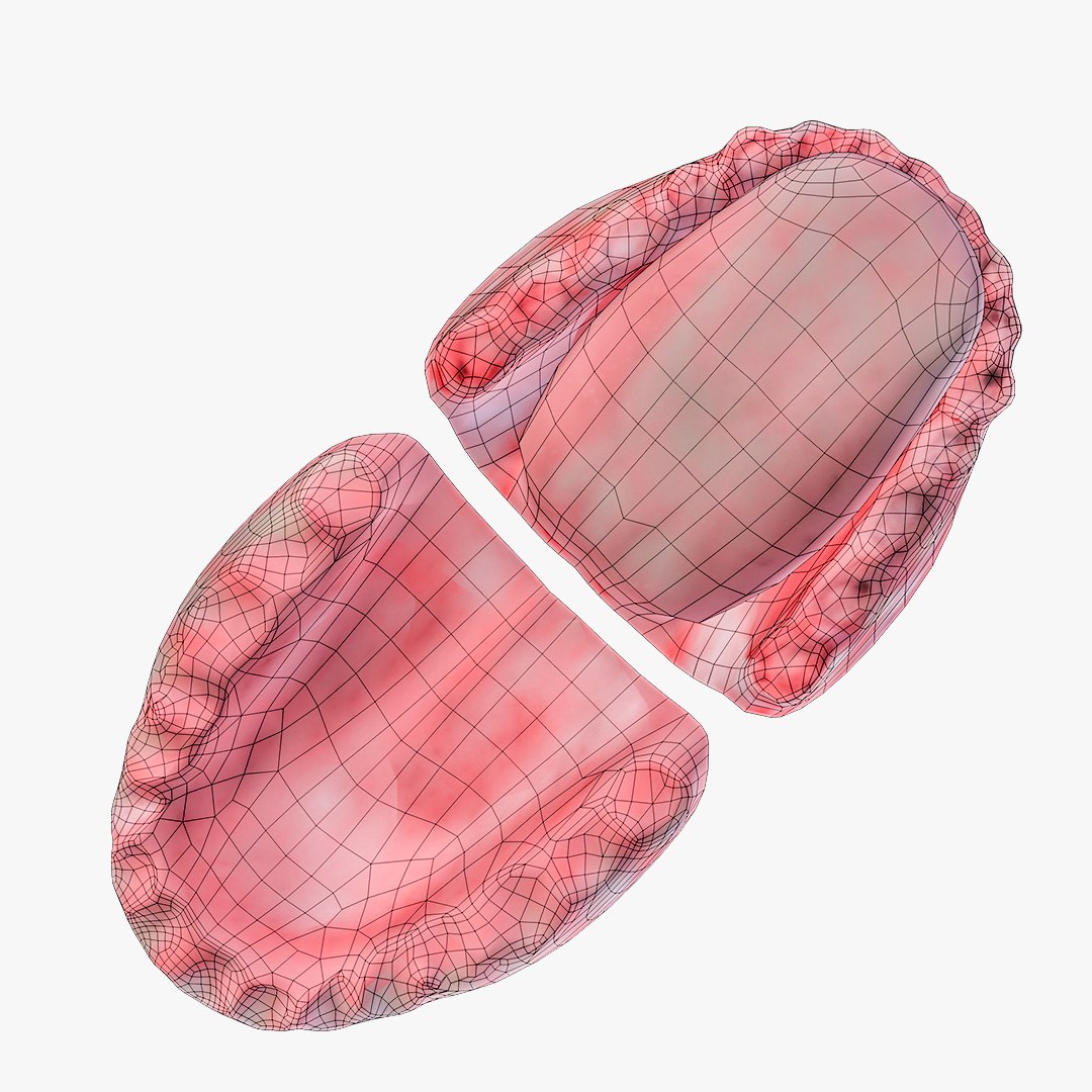 3d Model Teeth Gum