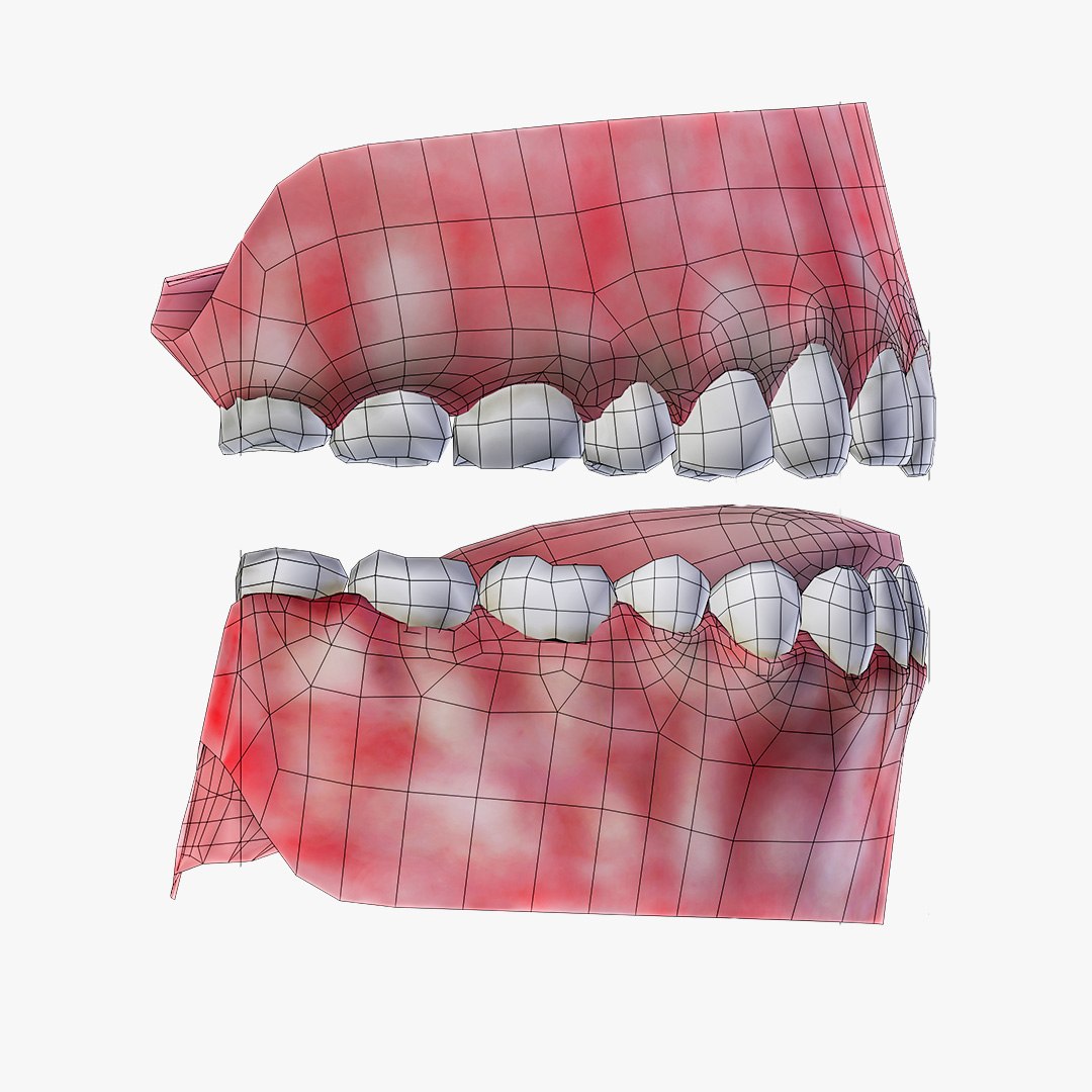 3d Model Teeth Gum