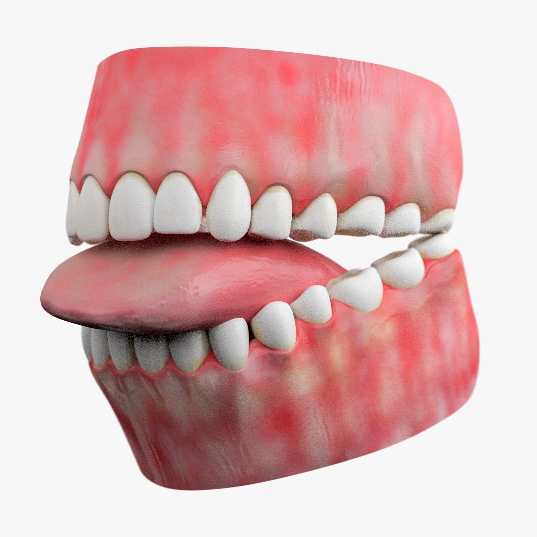 3d Model Teeth Gum