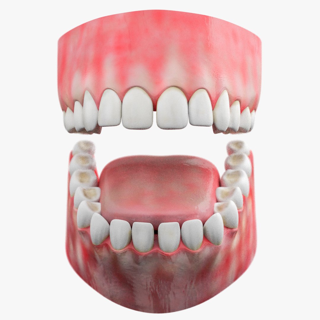 3d Model Teeth Gum