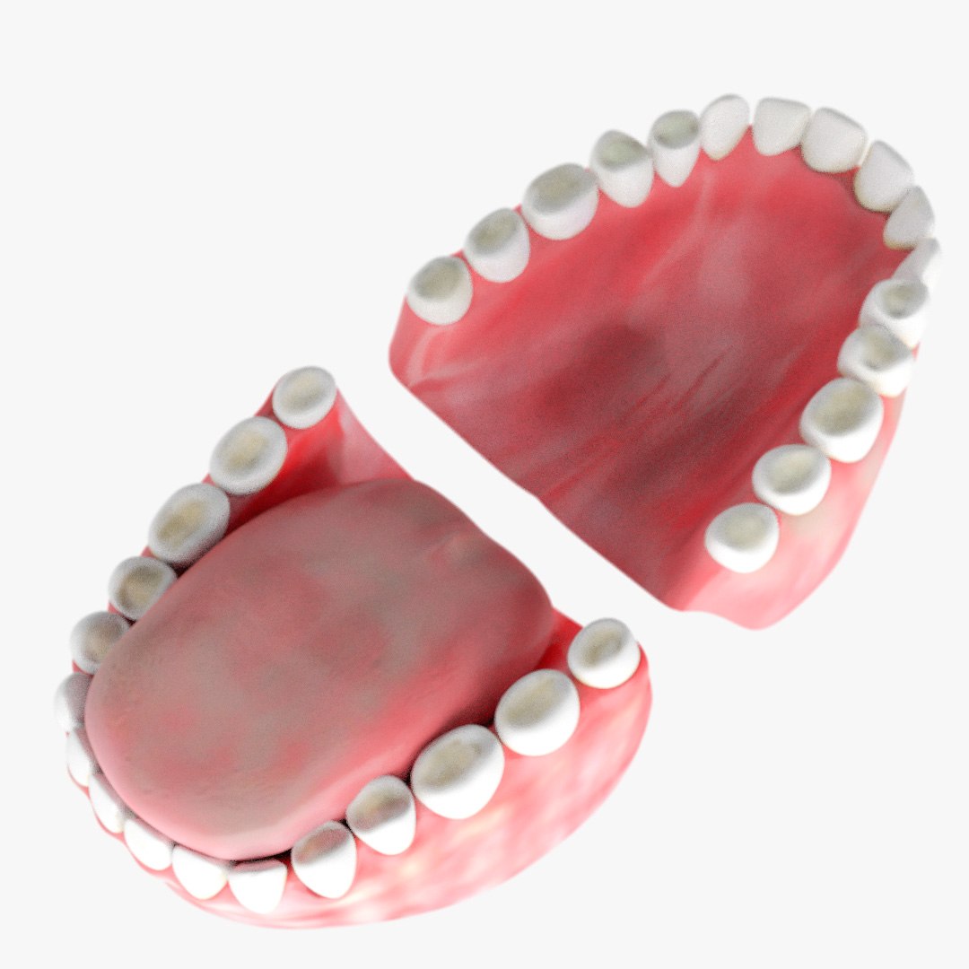 3d Model Teeth Gum