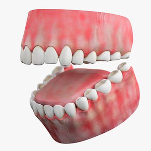 3d model teeth gum