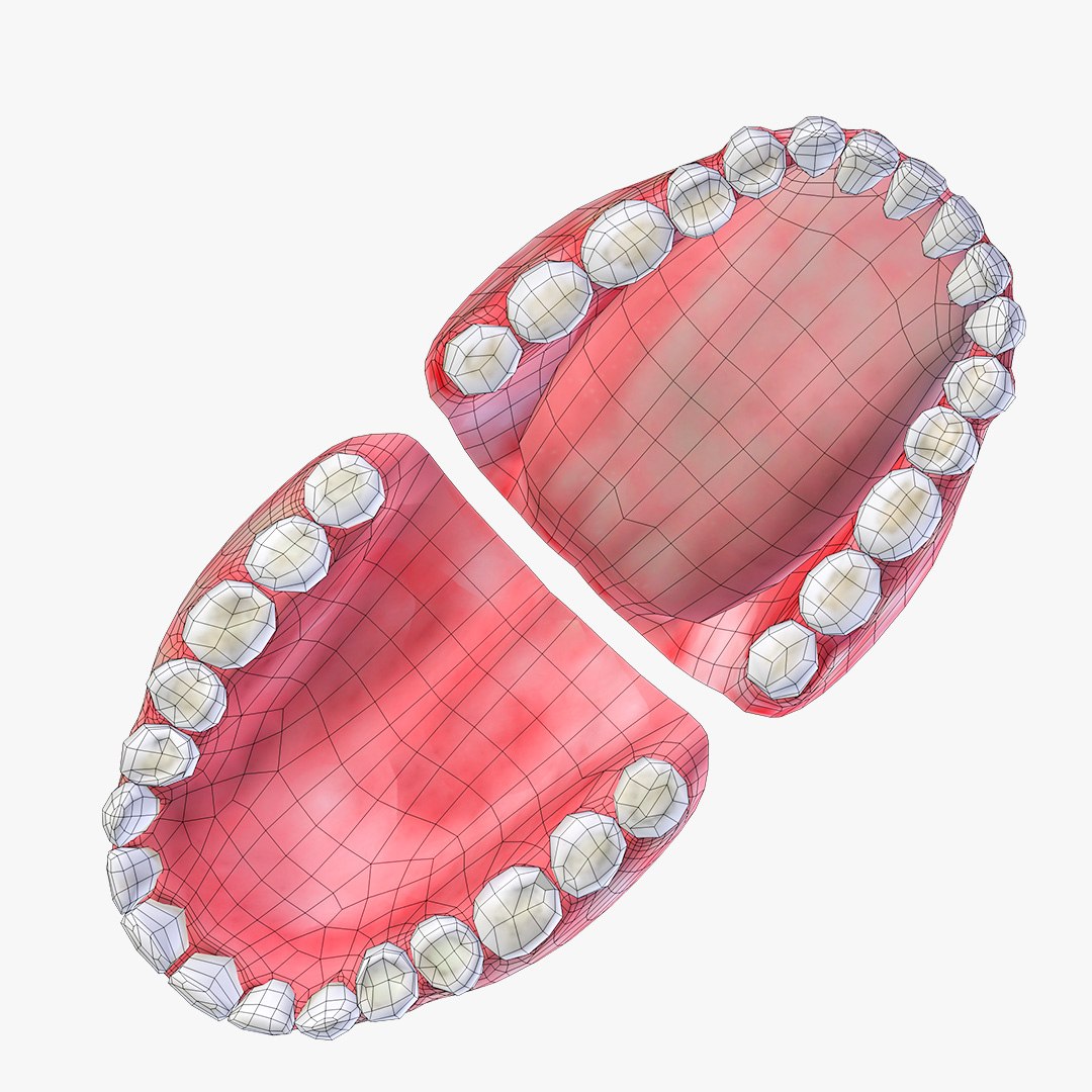 3d Model Teeth Gum