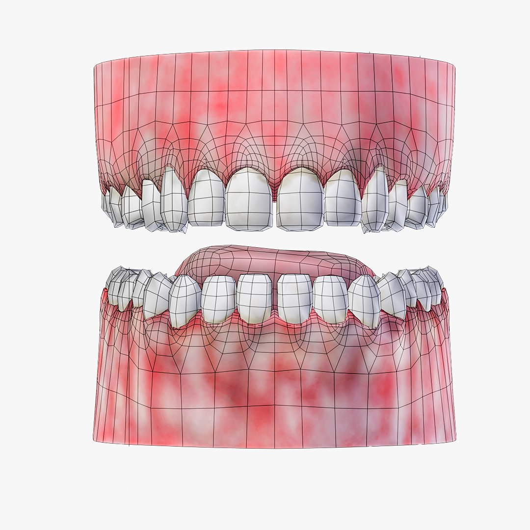 3d Model Teeth Gum