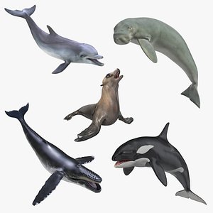 Marine Mammals Rigged Collection 4 for Maya